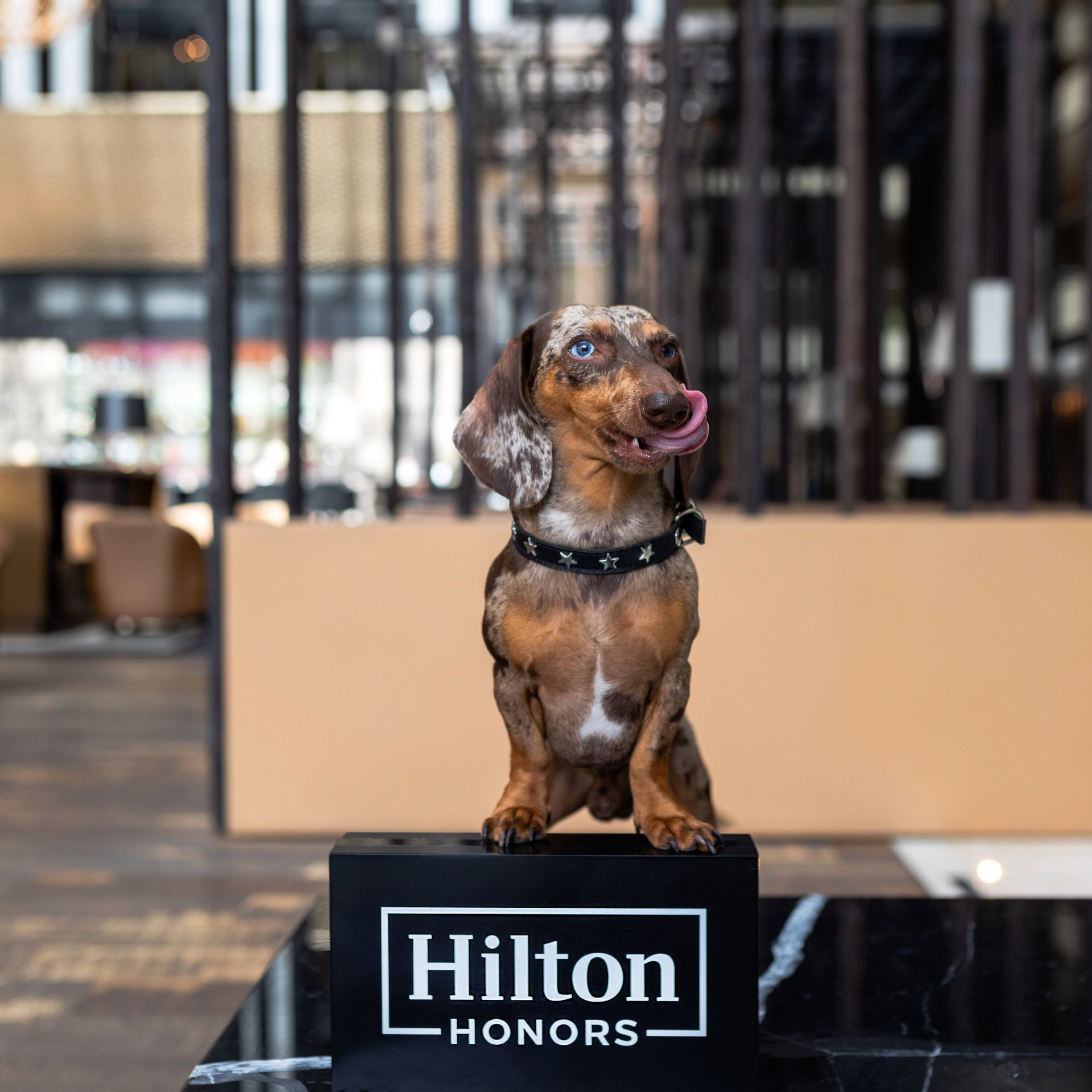 Un perro salchicha está sentado encima de un cartel de honores de Hilton.
