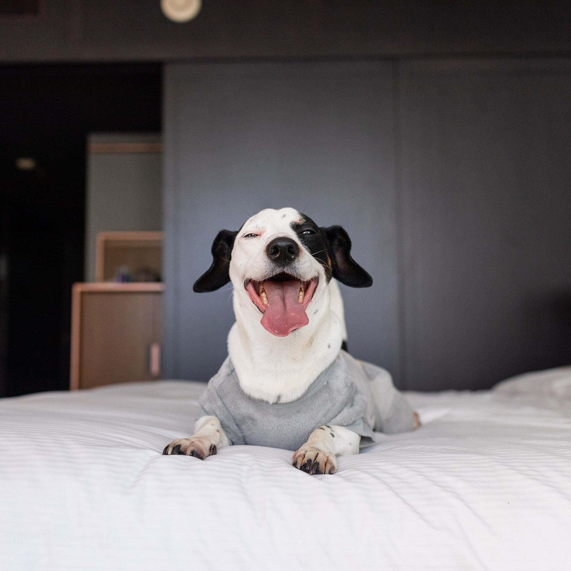 Un perro blanco y negro con un suéter está acostado en una cama