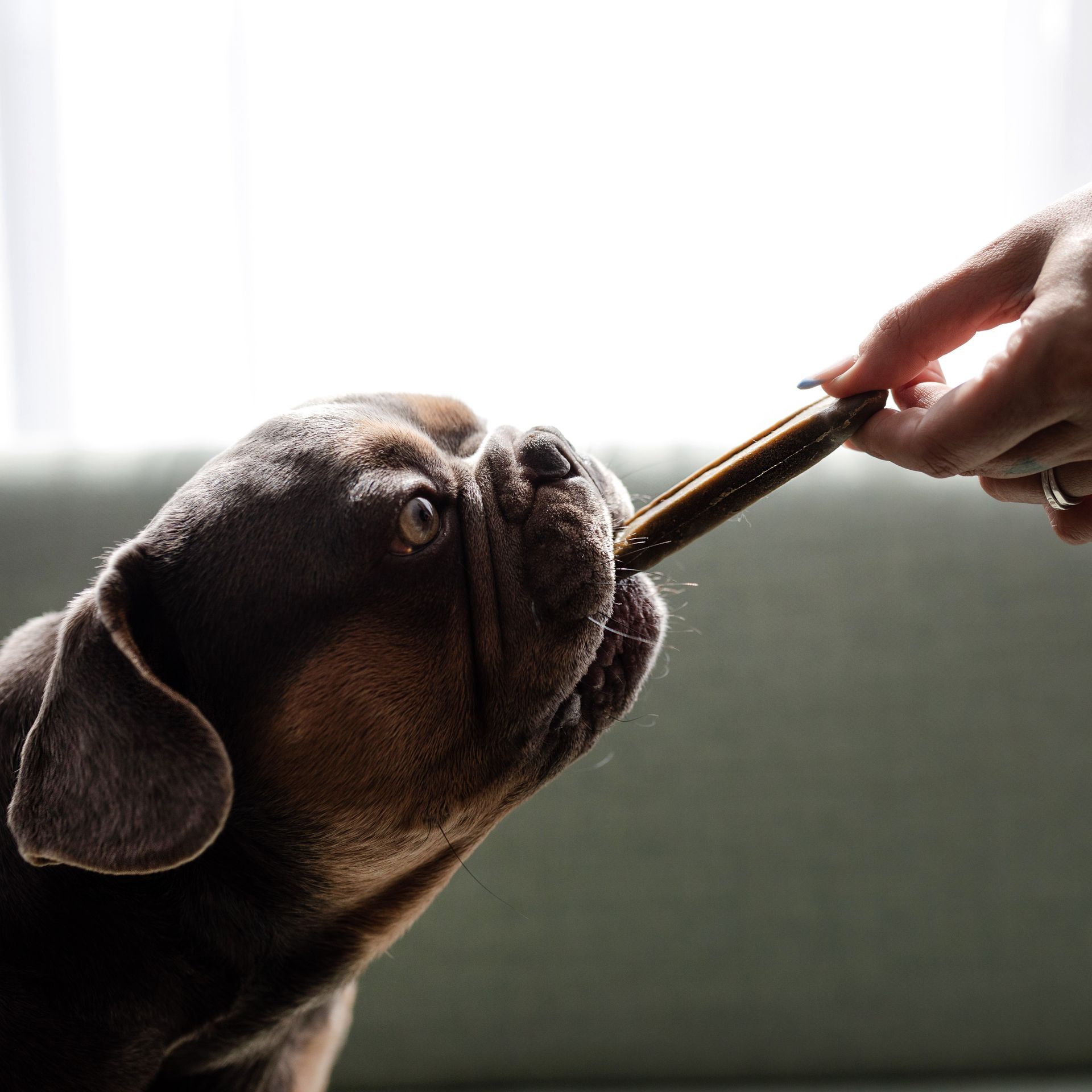 Una persona le da de comer un palo a un perro.