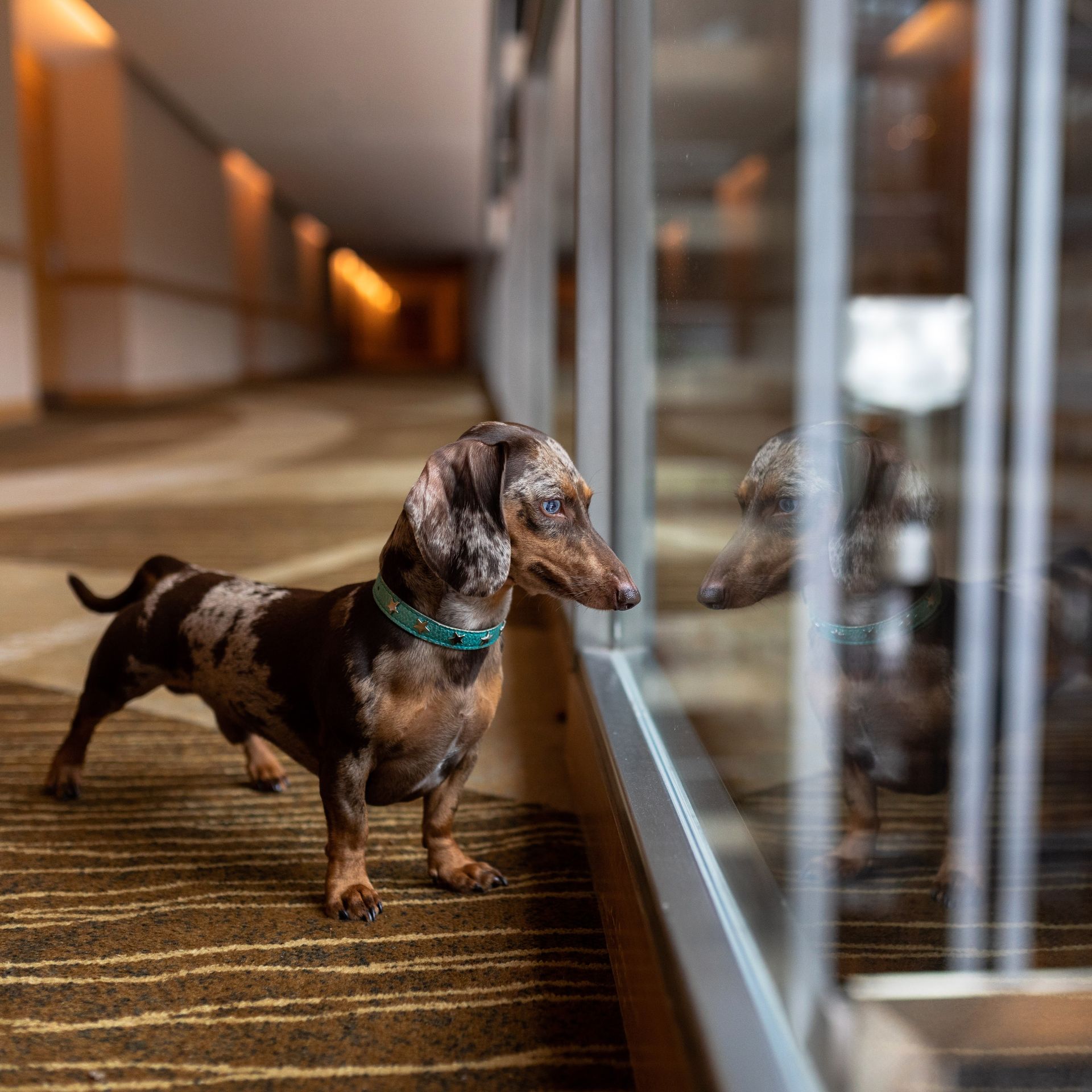 Un perro salchicha parado junto a una ventana en un pasillo