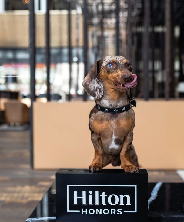 Un perro salchicha está sentado encima de un cartel de honores Hilton.