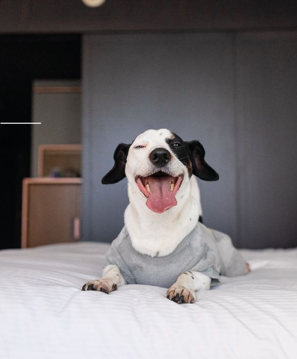Un perro blanco y negro con un suéter está acostado en una cama.