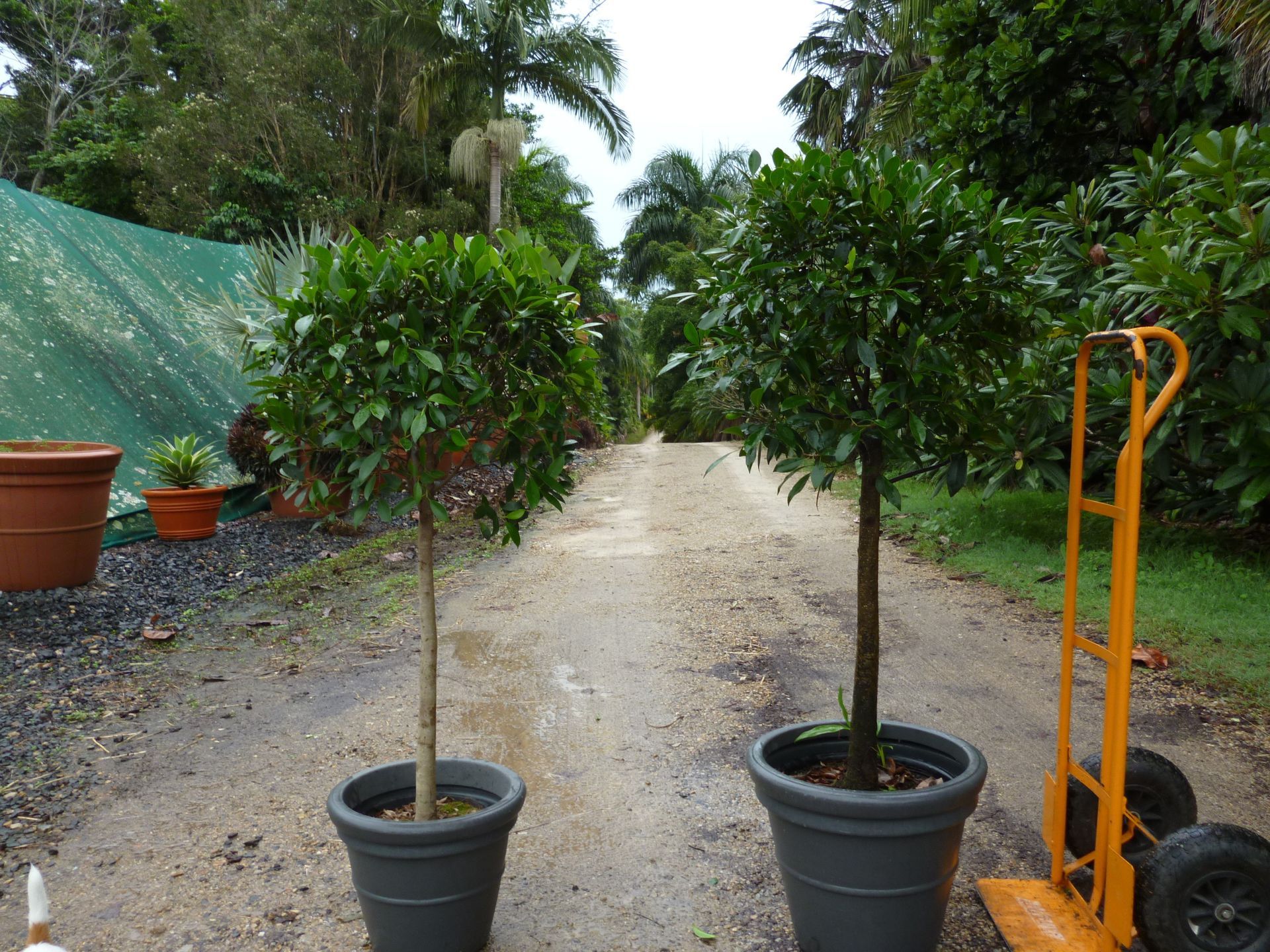 Festivals Plant Hire