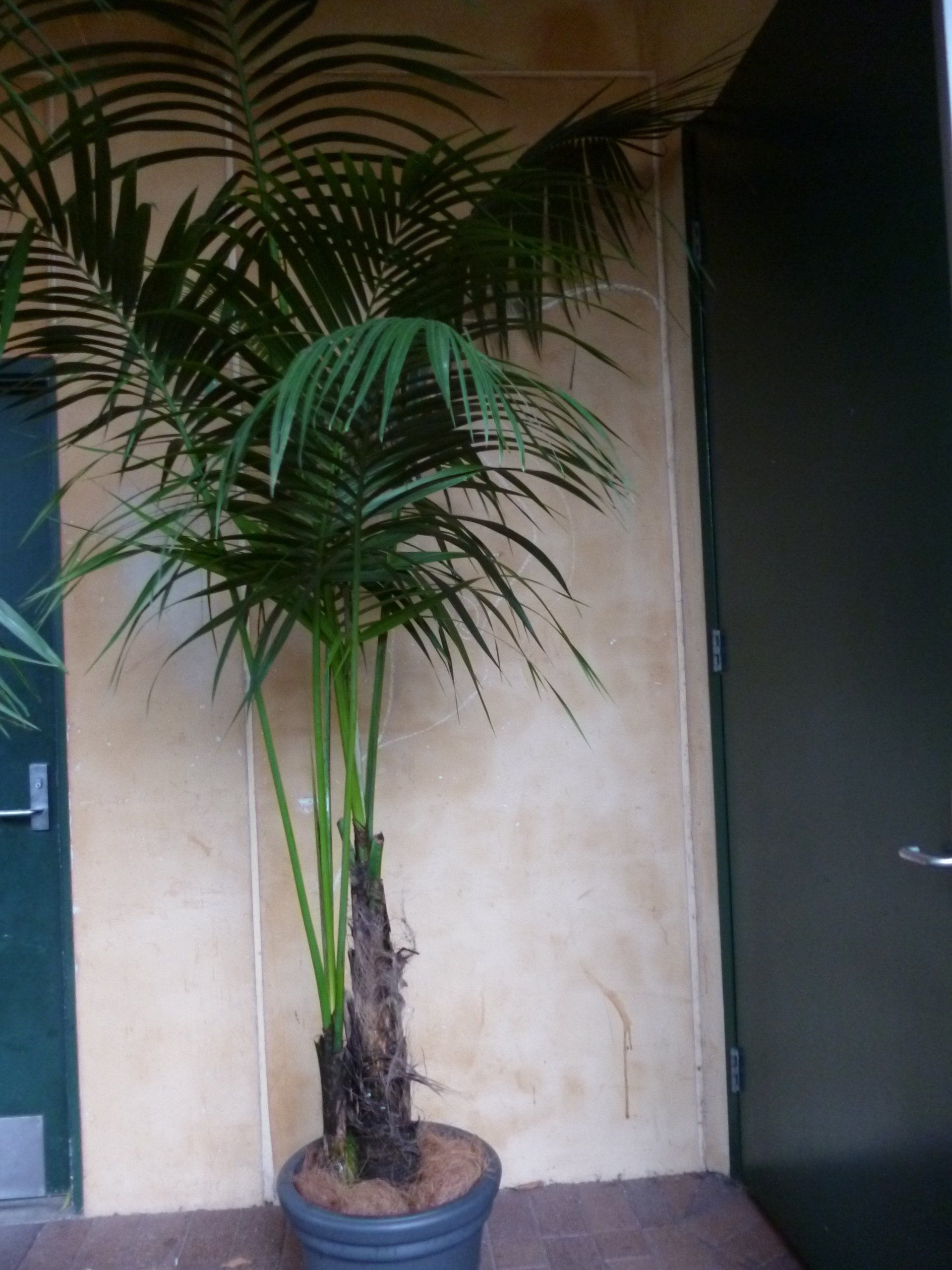 Festivals Plant Hire