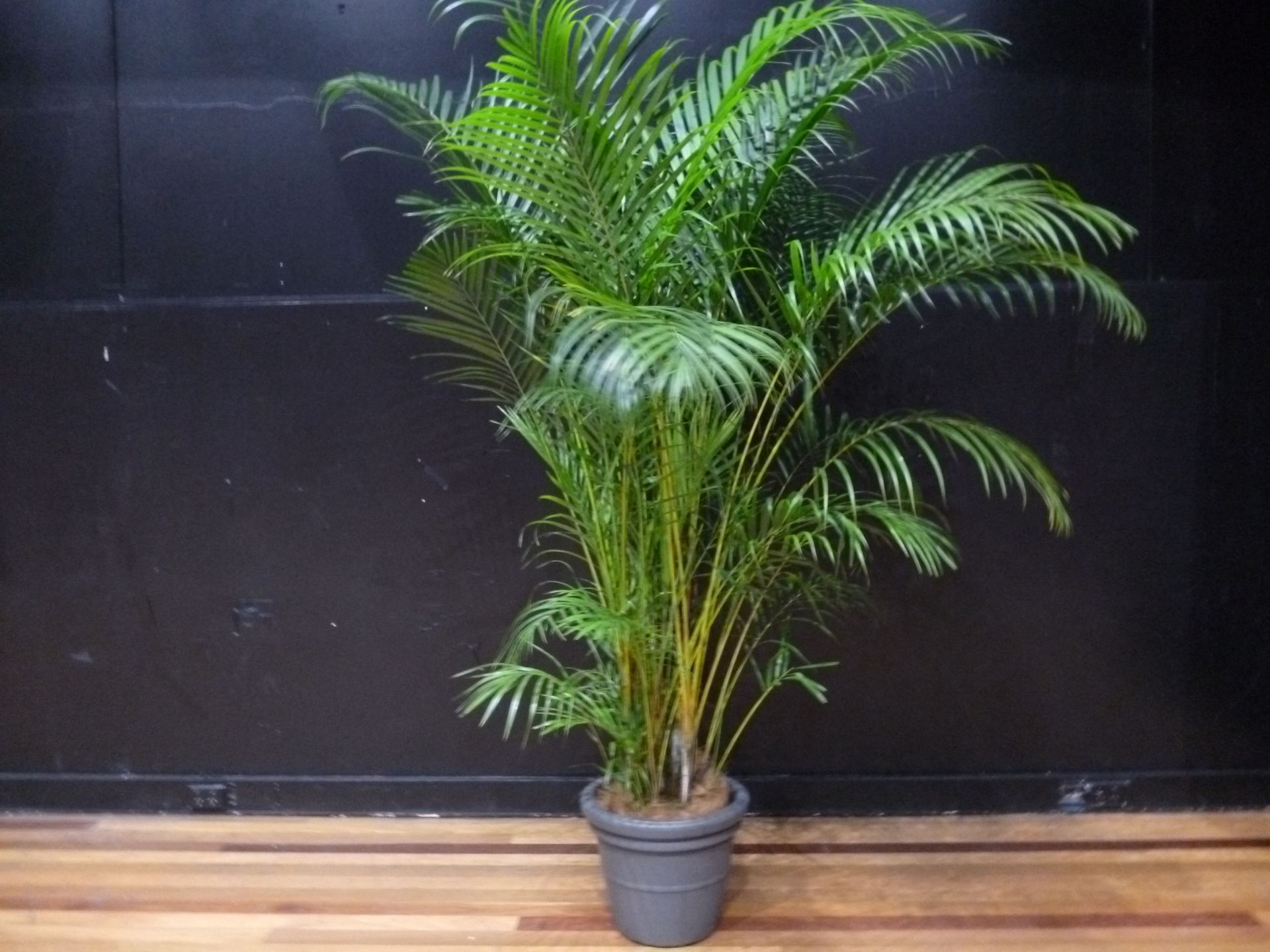 Festivals Plant Hire