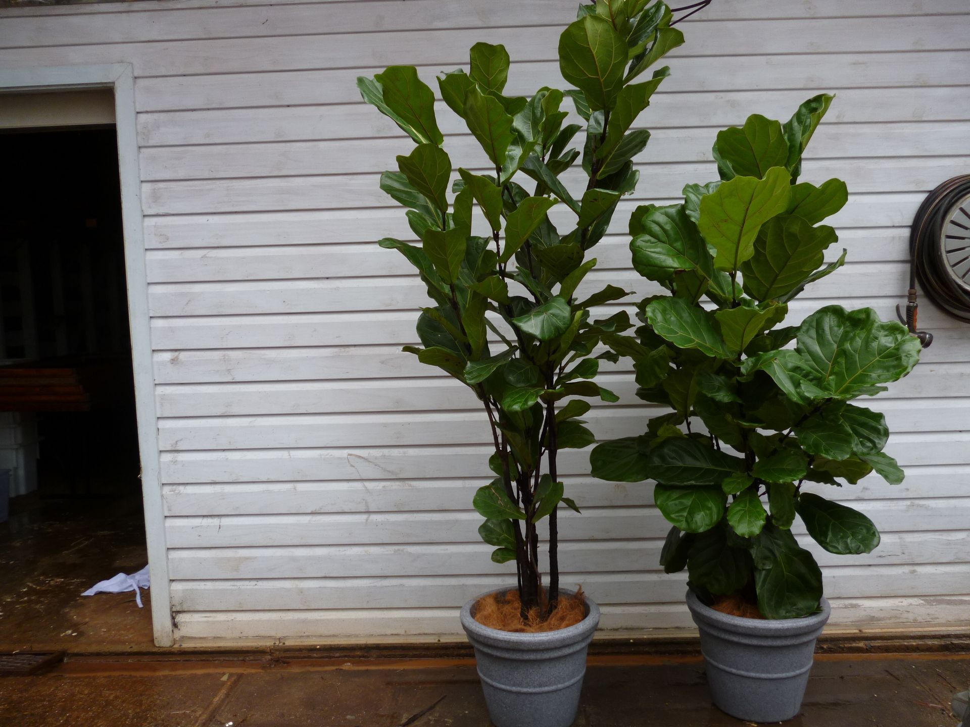 Festivals Plant Hire