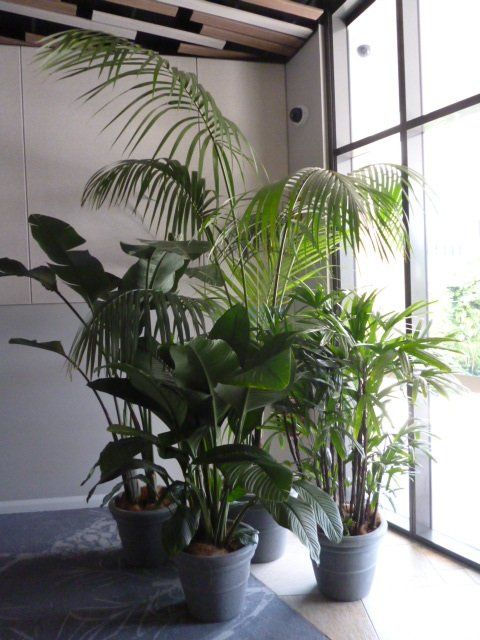 Festivals Plant Hire Gold Coast