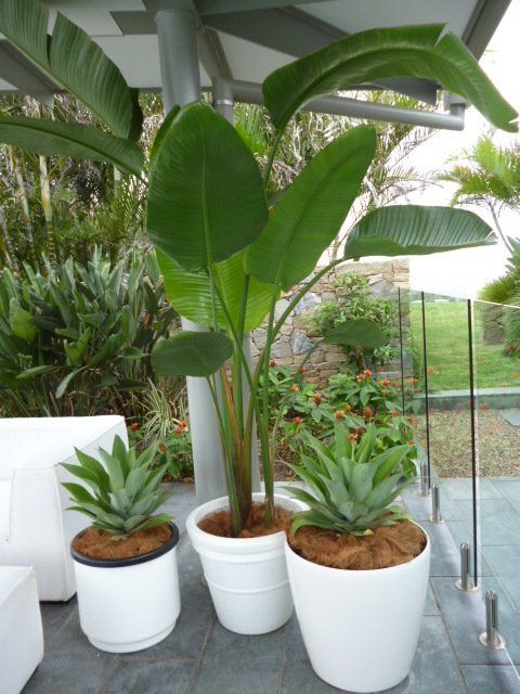 tropical plants to hire