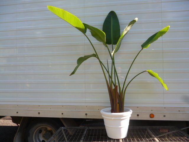 Festivals Plant Hire Gold Coast