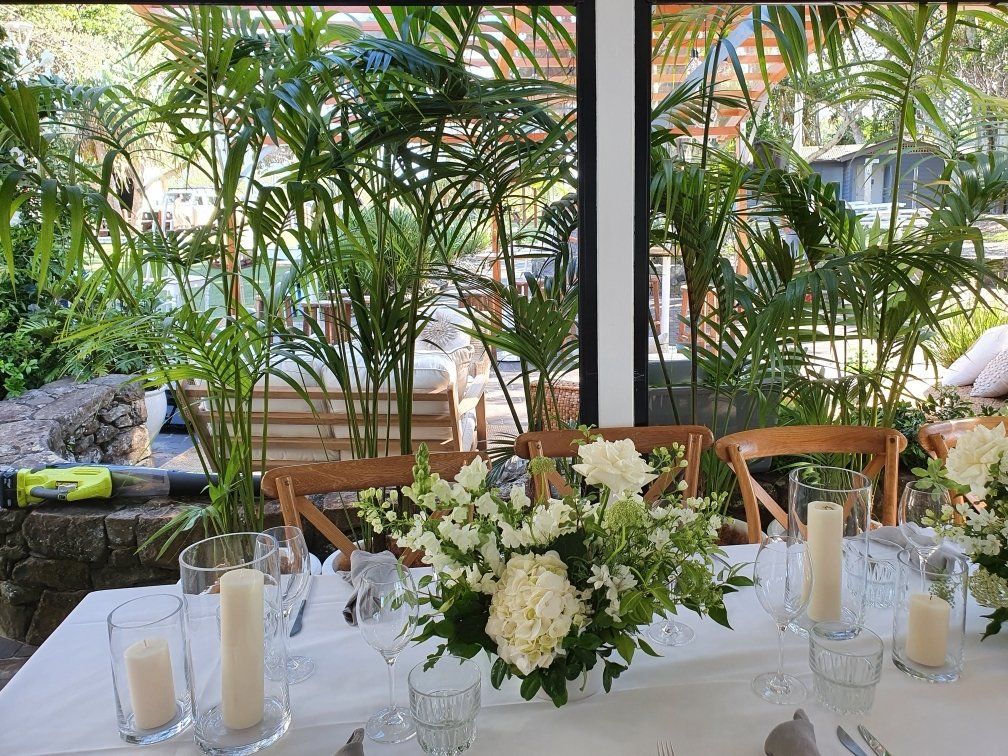 indoor plants for hire