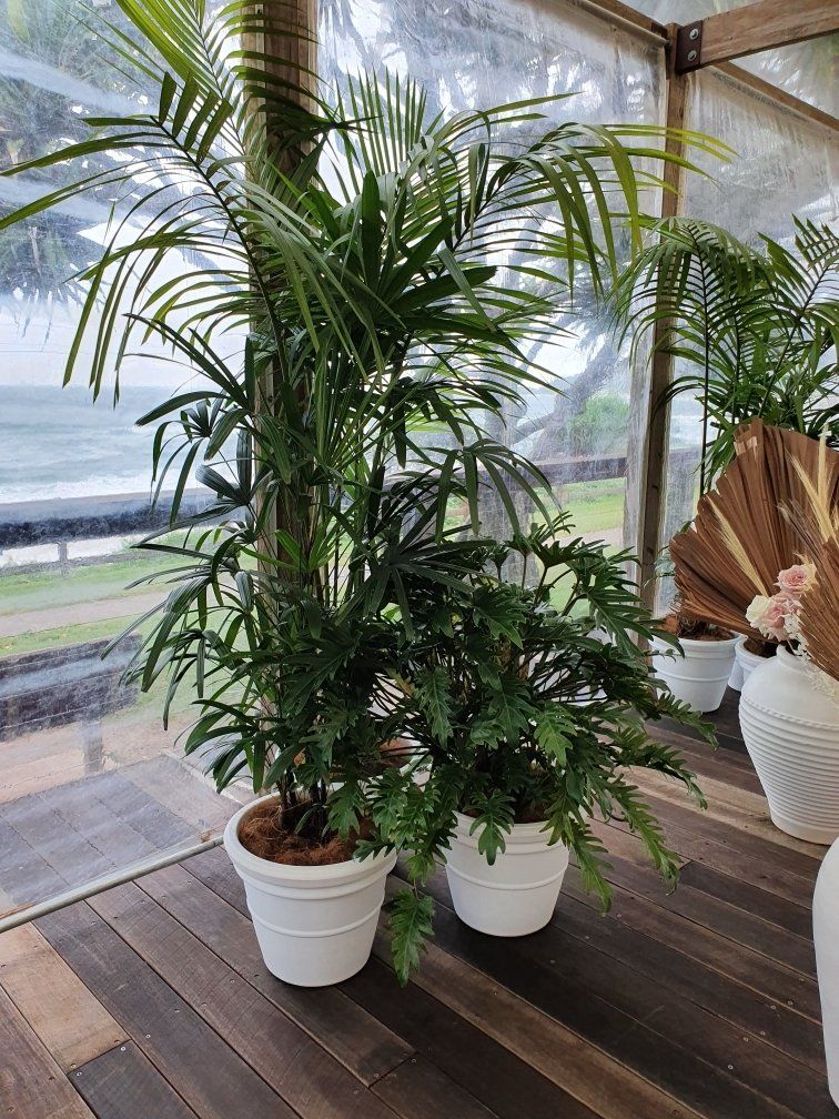 indoor plants