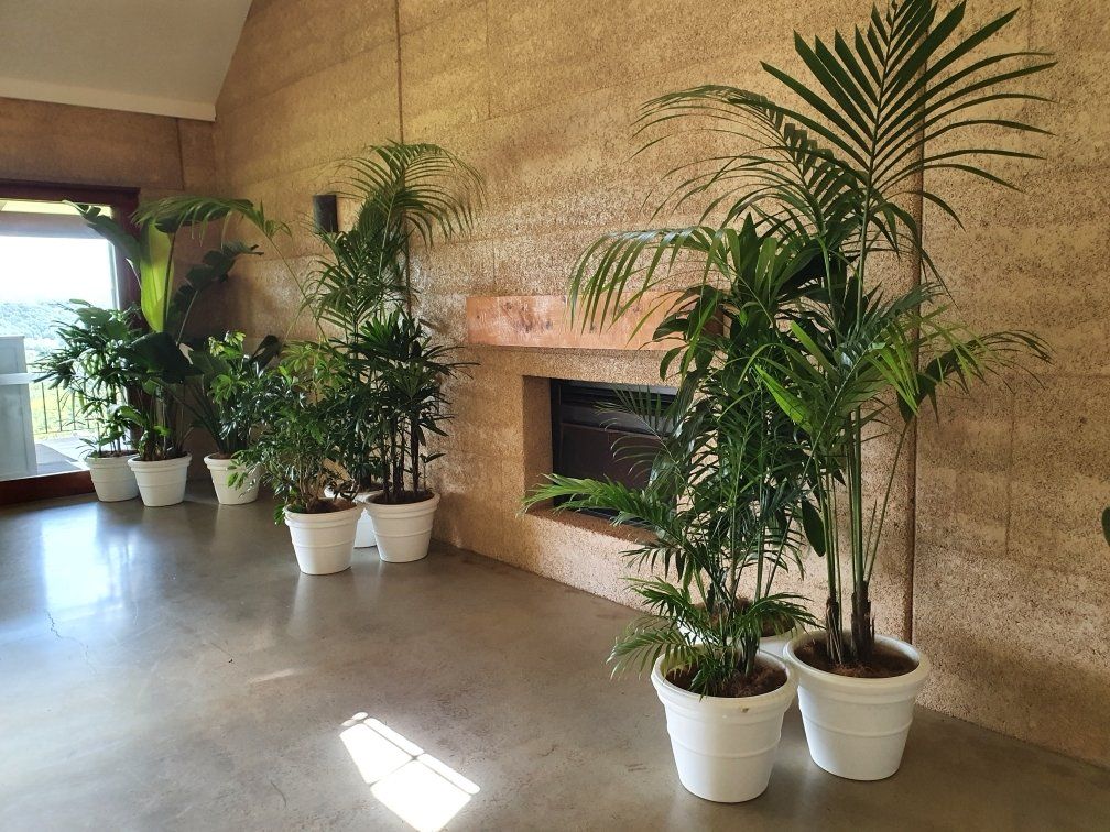 indoor plants