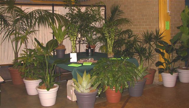 indoor plants