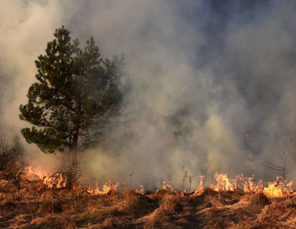 Understanding Regional Risk Factors: Wildfire Insurance for Construction Projects