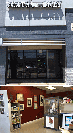 Cats Only Veterinary Clinic – Norman Veterinarians