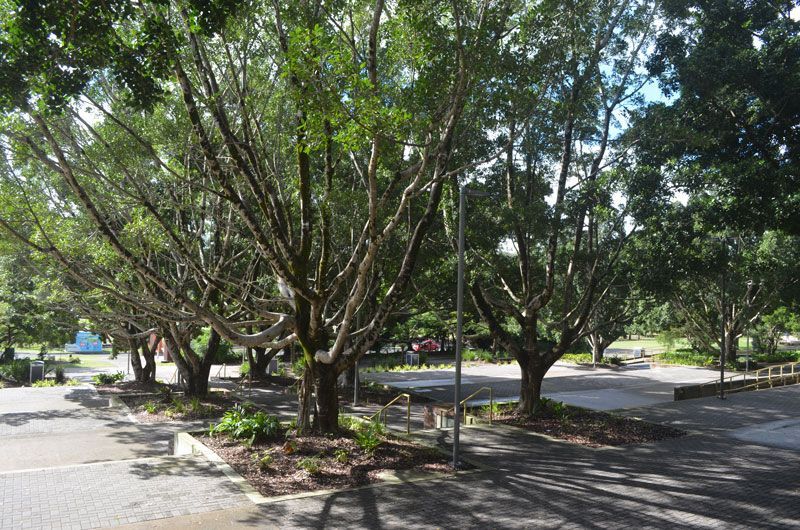 A Row of Trees in a Park on a Sunny Day — ASAP Towing Pty Ltd in Eumundi, QLD