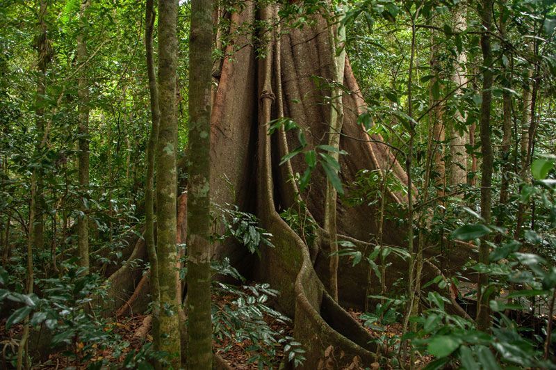 A Large Tree Trunk in the Middle of a Lush Green Forest — ASAP Towing Pty Ltd in Imbil, QLD