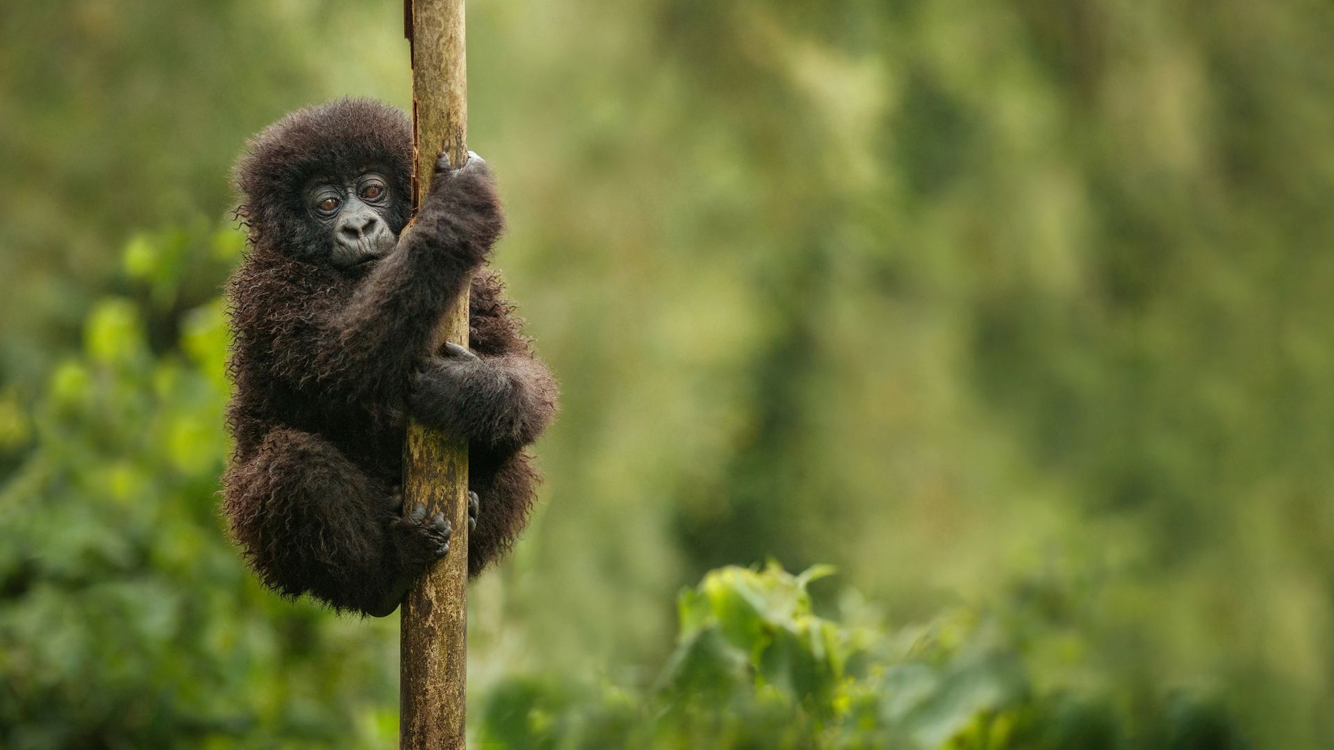 help save a gorilla