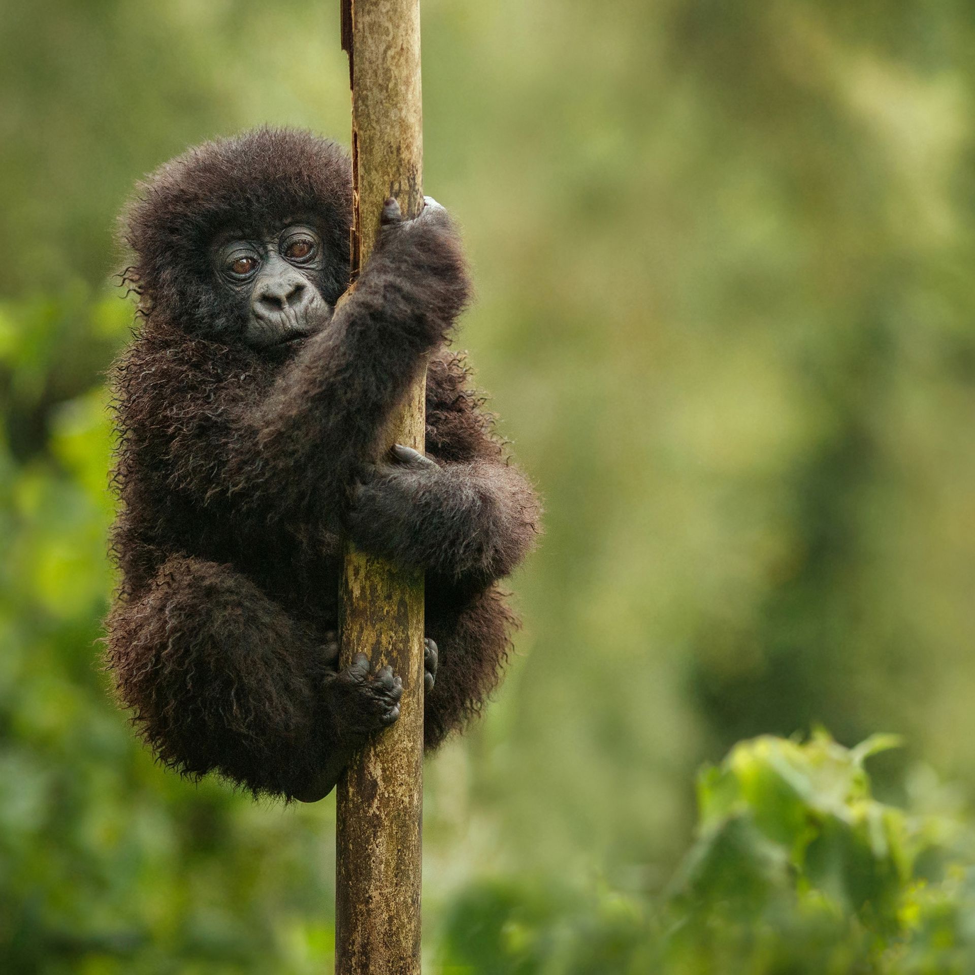 help save a gorilla