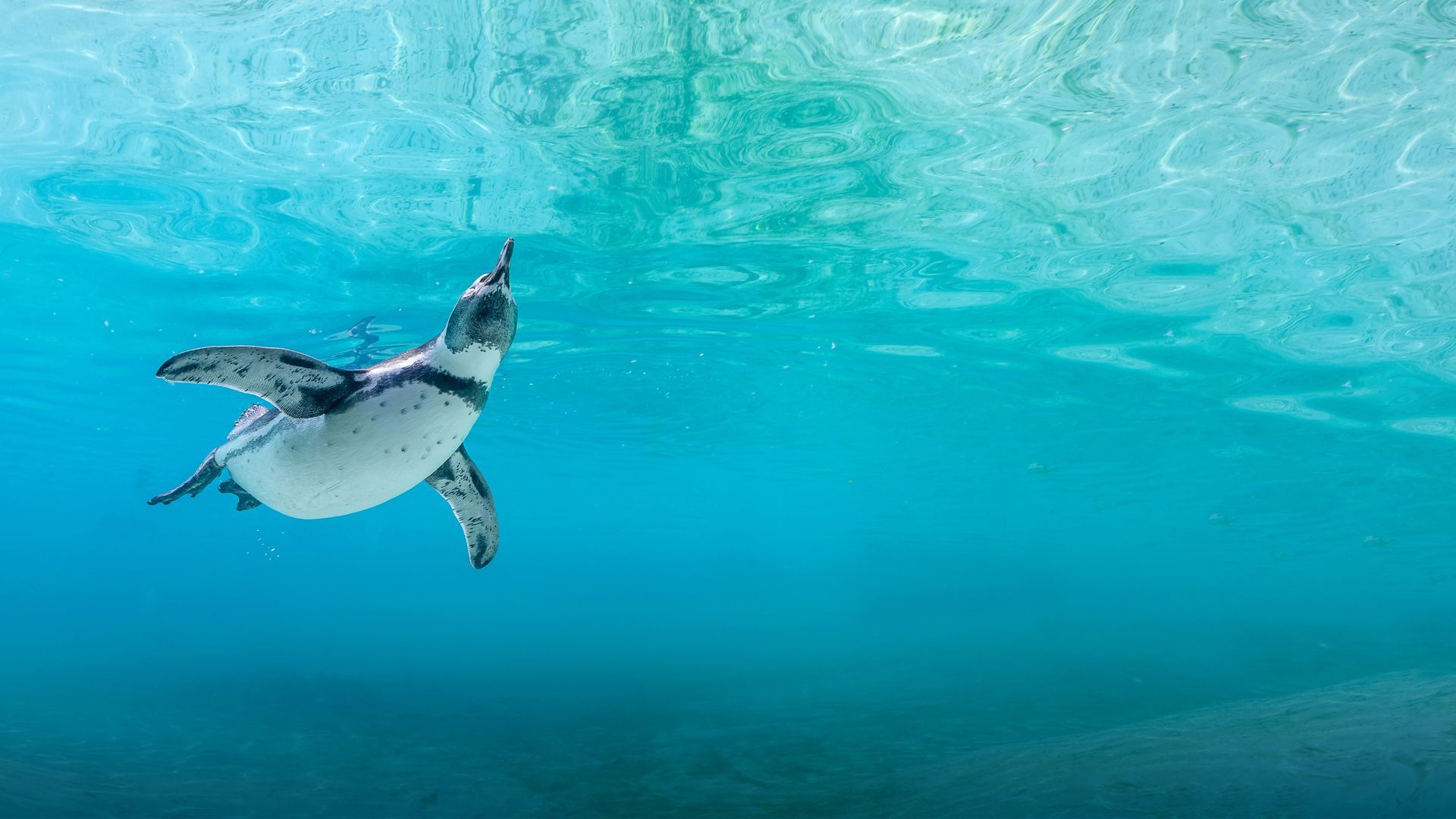 help save a penguin
