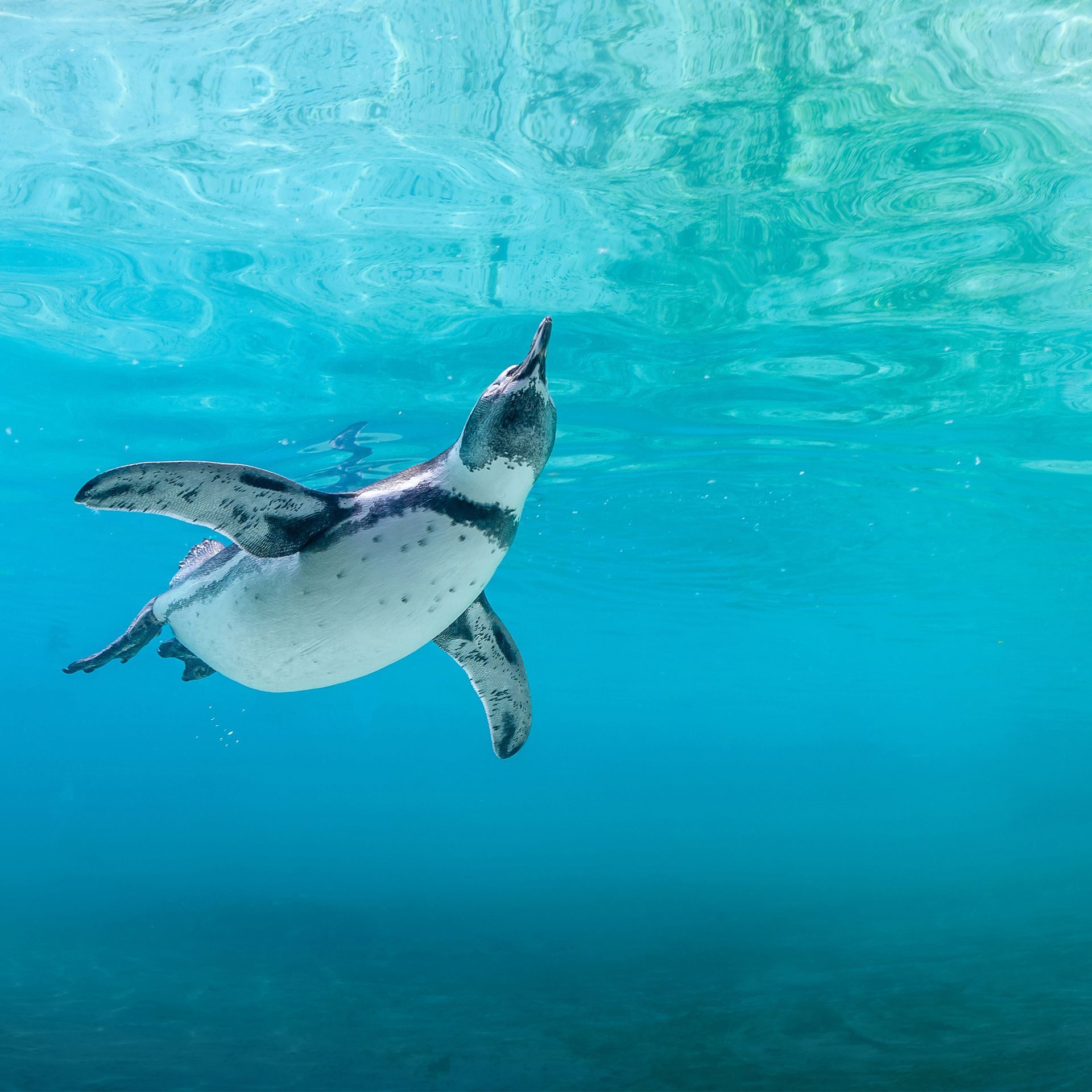 help save a penguin