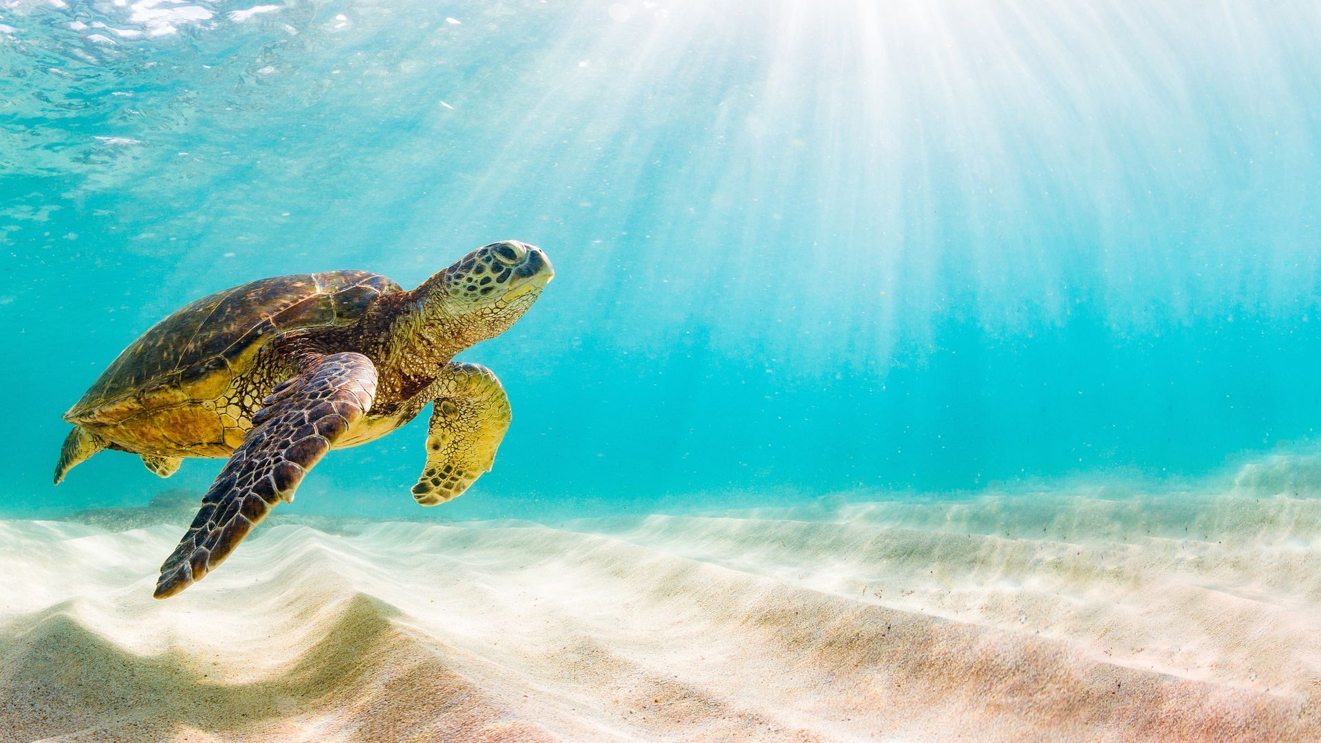 help save a sea turtle