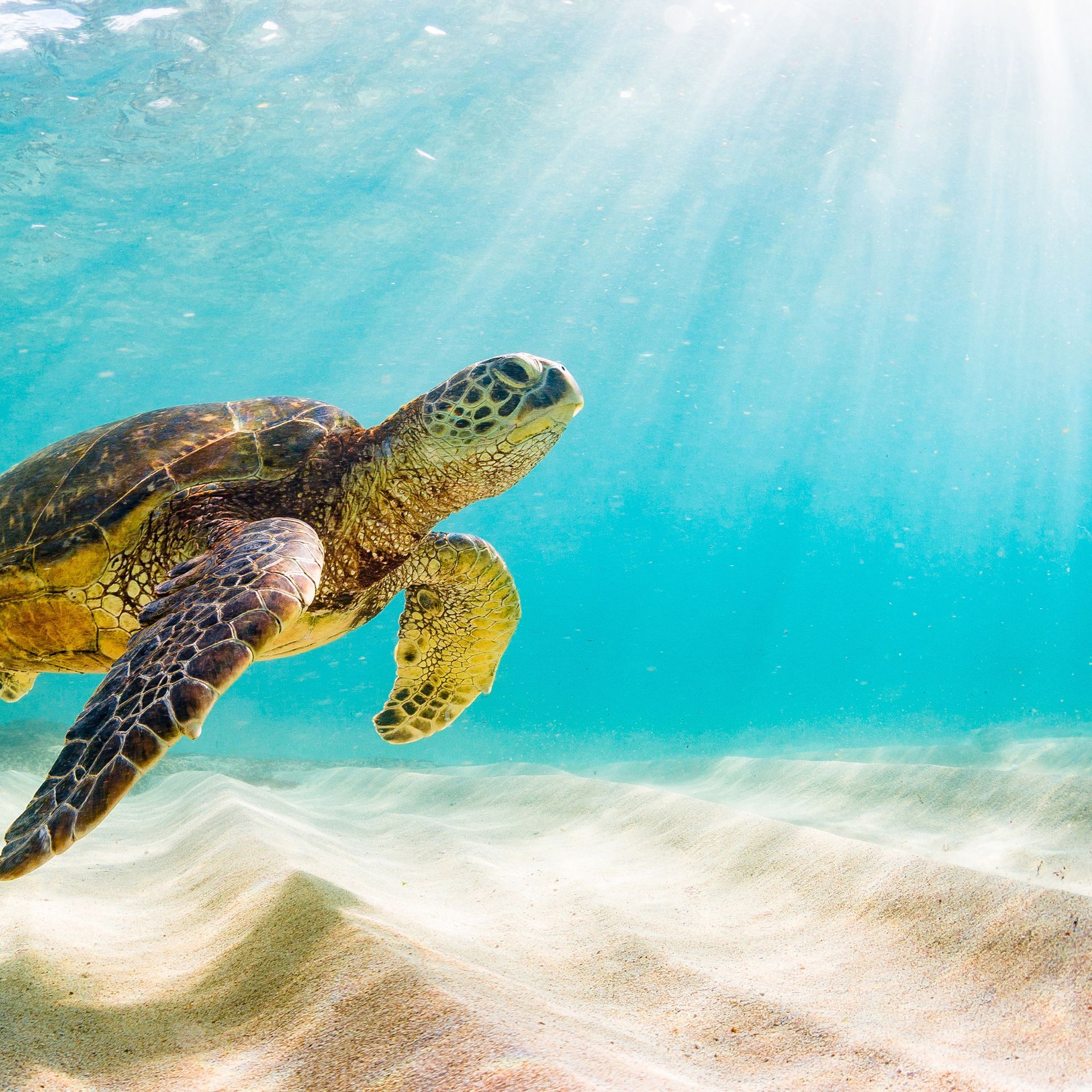 help save a sea turtle