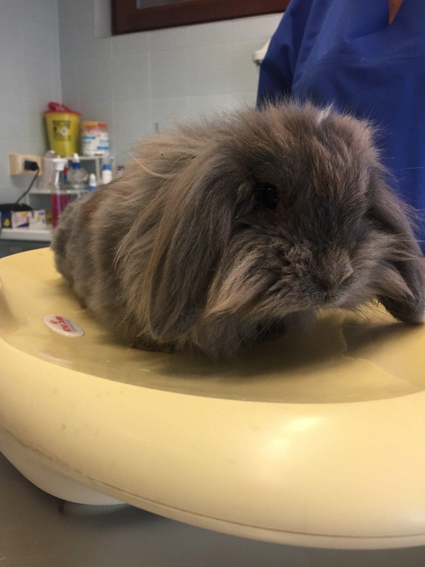 Vaccinazione per animali