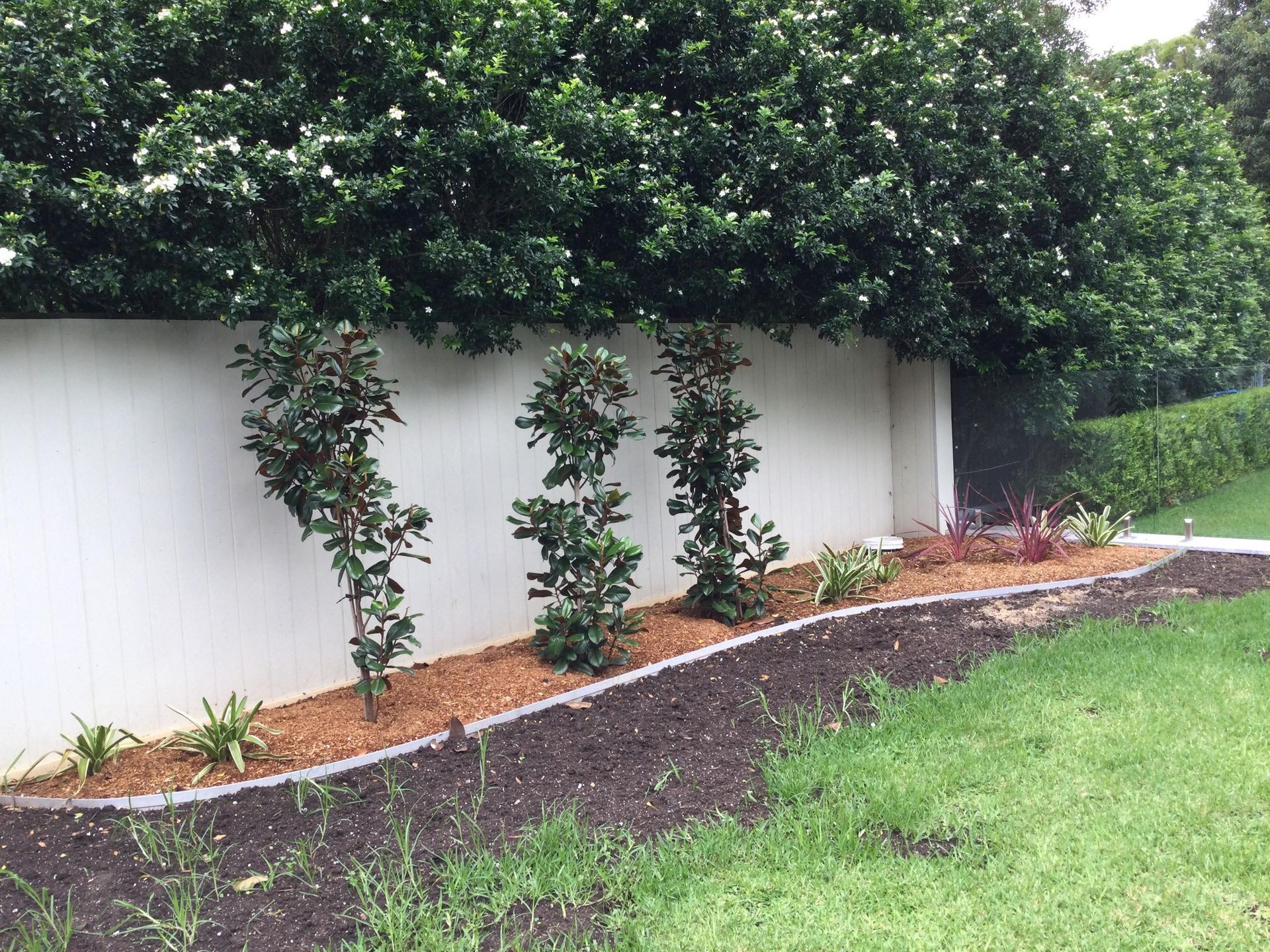 A white wall with a row of trees in front of it — D & J Saverino Painting & Decorating Pty Ltd In Fairy Meadow, NSW