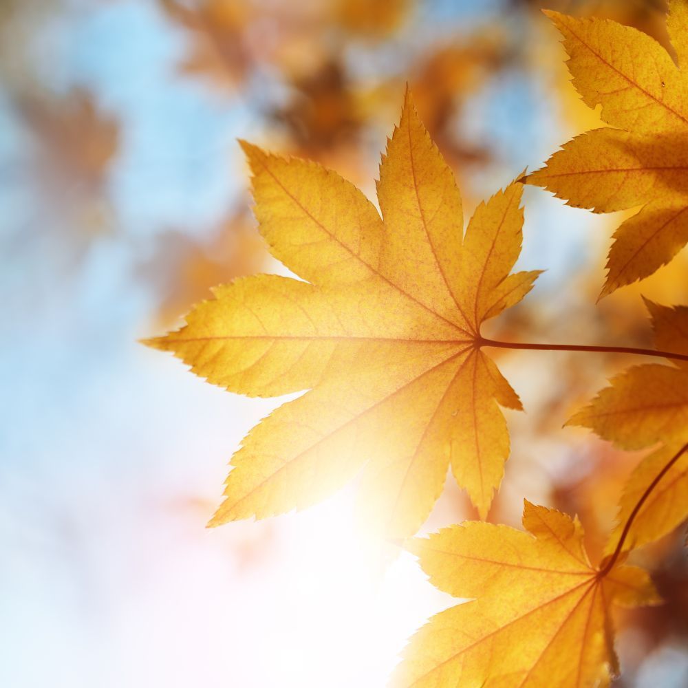 A close up of a maple leaf with the sun shining through it.