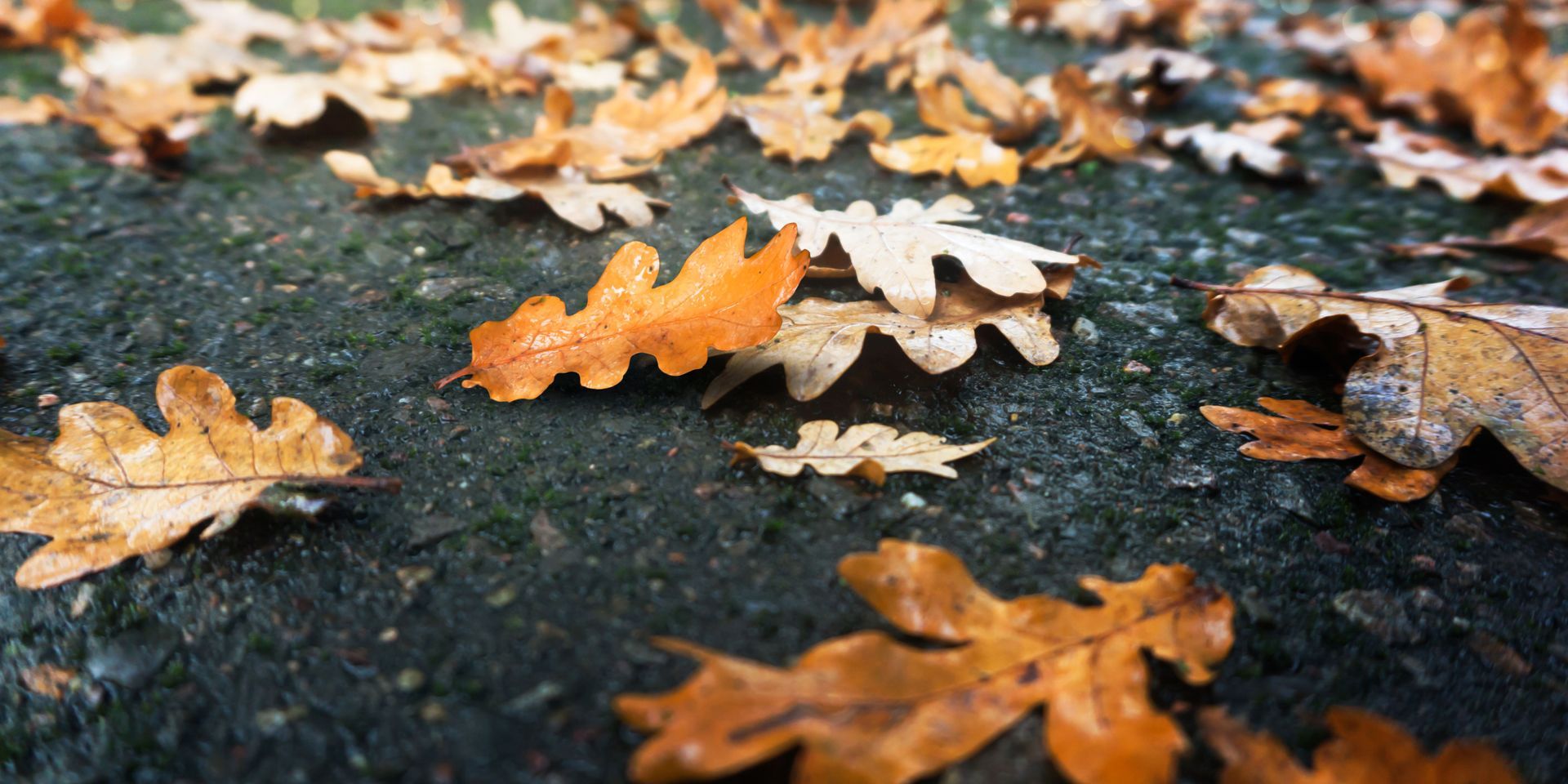 Oak leaves, in shades of brown and orange, scattered on a dark, textured surface.
