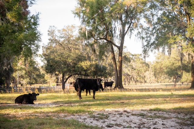 Suwannee River Wagyu photo 10