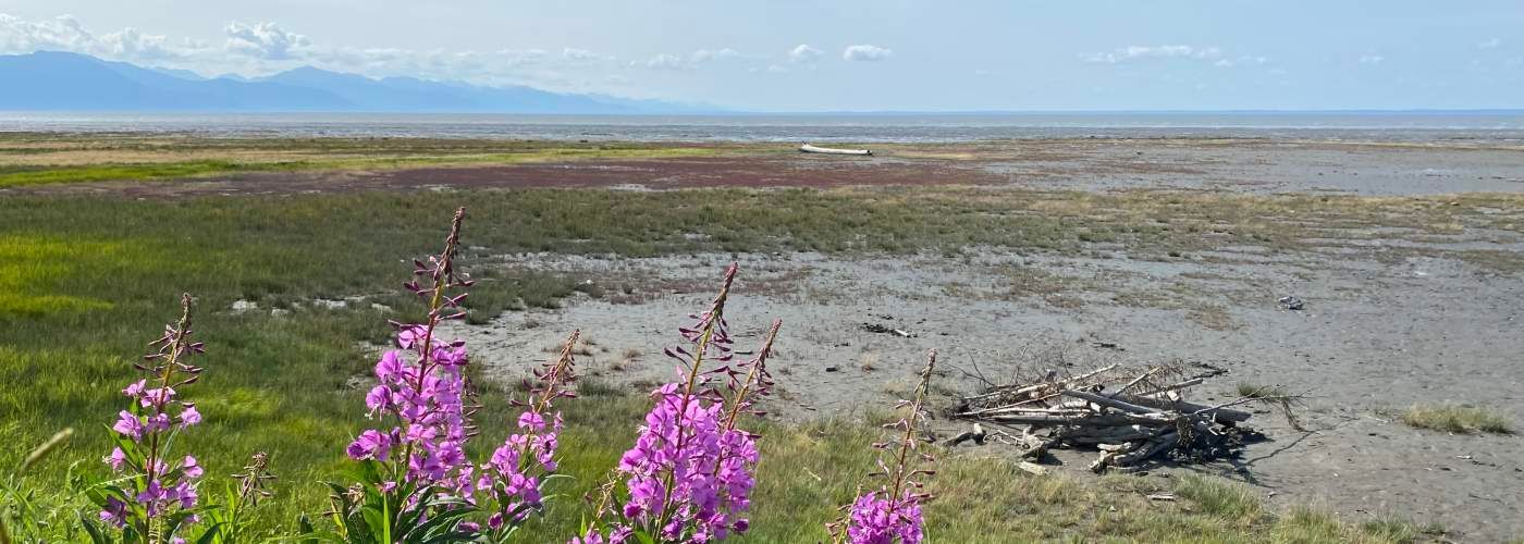 Purple wildflowers in foreground, landscape of marsh with distant mountains and sea.