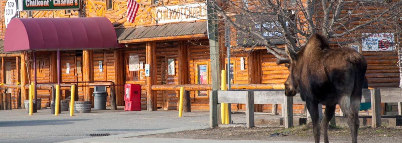 Moose walking near a wooden building with a burgundy awning.