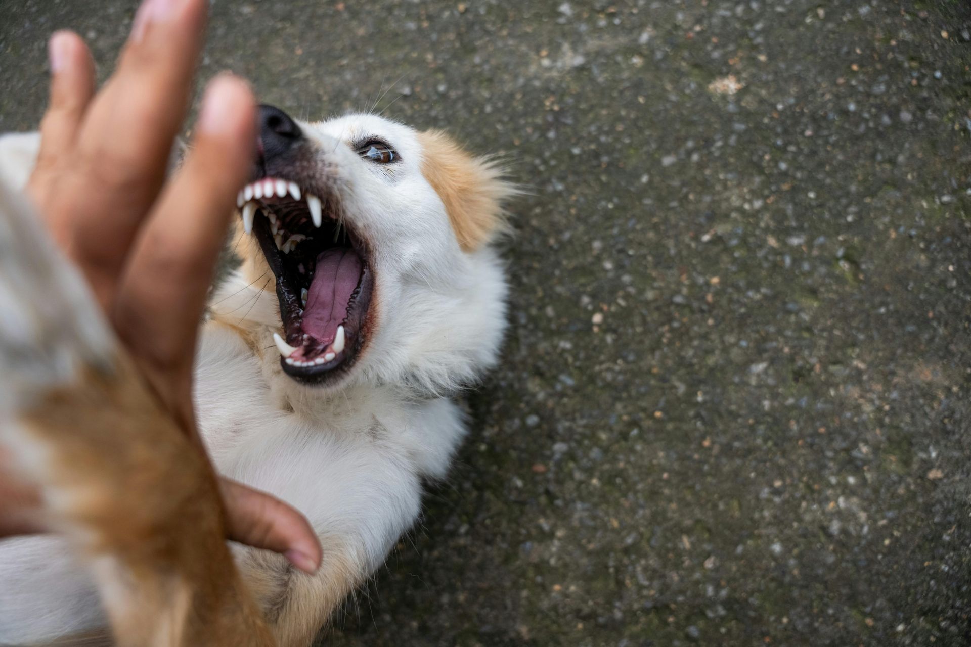 A person is playing with a dog that is laying on the ground with its mouth open.