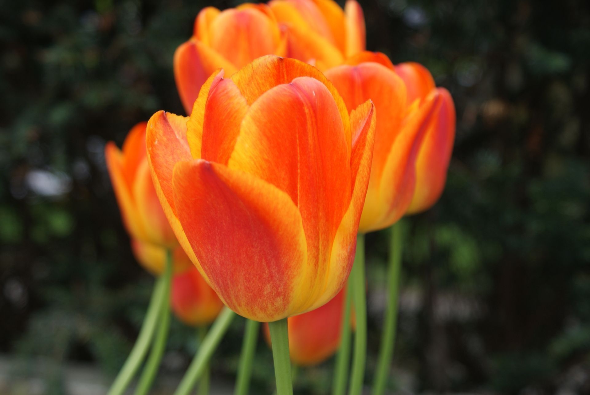 Orange and yellow tulips in close-up, green stems, dark background.