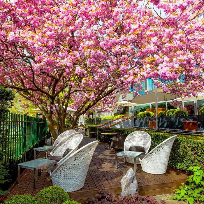 Outdoor patio with white wicker chairs, beneath a blooming pink cherry tree.