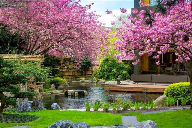 Japanese garden with cherry blossoms, pond, and wooden deck. Pink flowers, green grass, and blue sky.