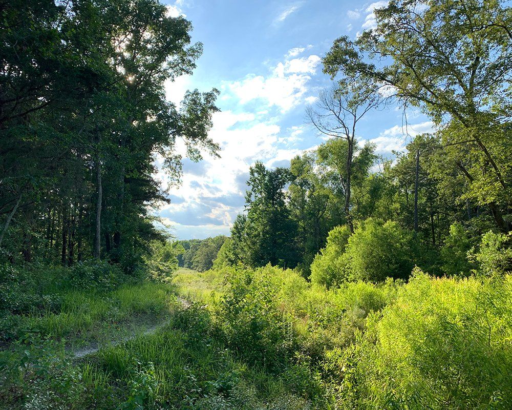 Heavily wooded East Texas Property