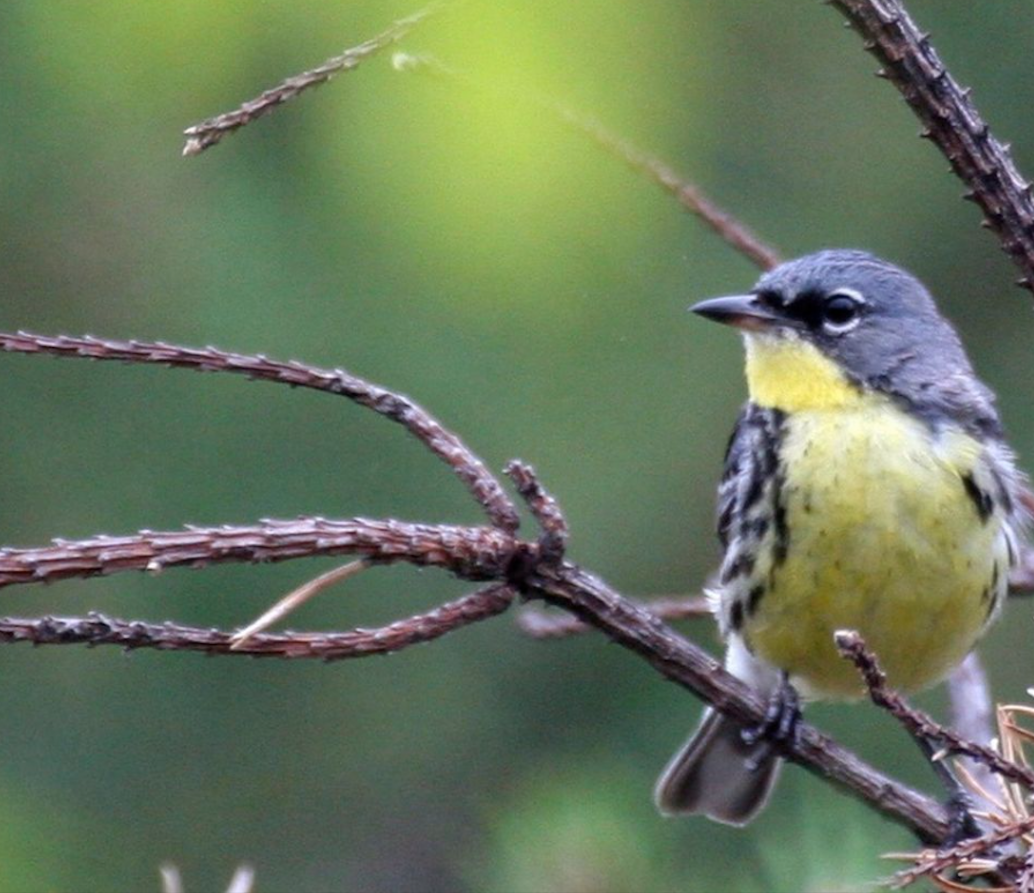 A small bird perched on a branch with a green background