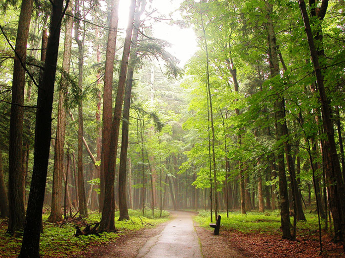 A river surrounded by trees and snow on a sunny day