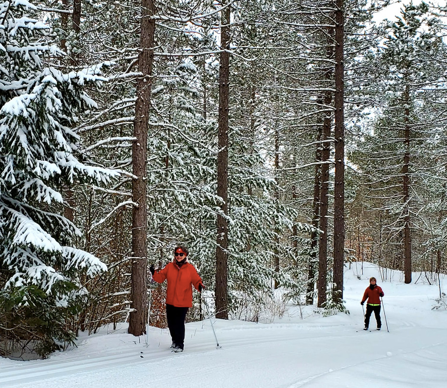 Two people cross country skiing in a snowy forest