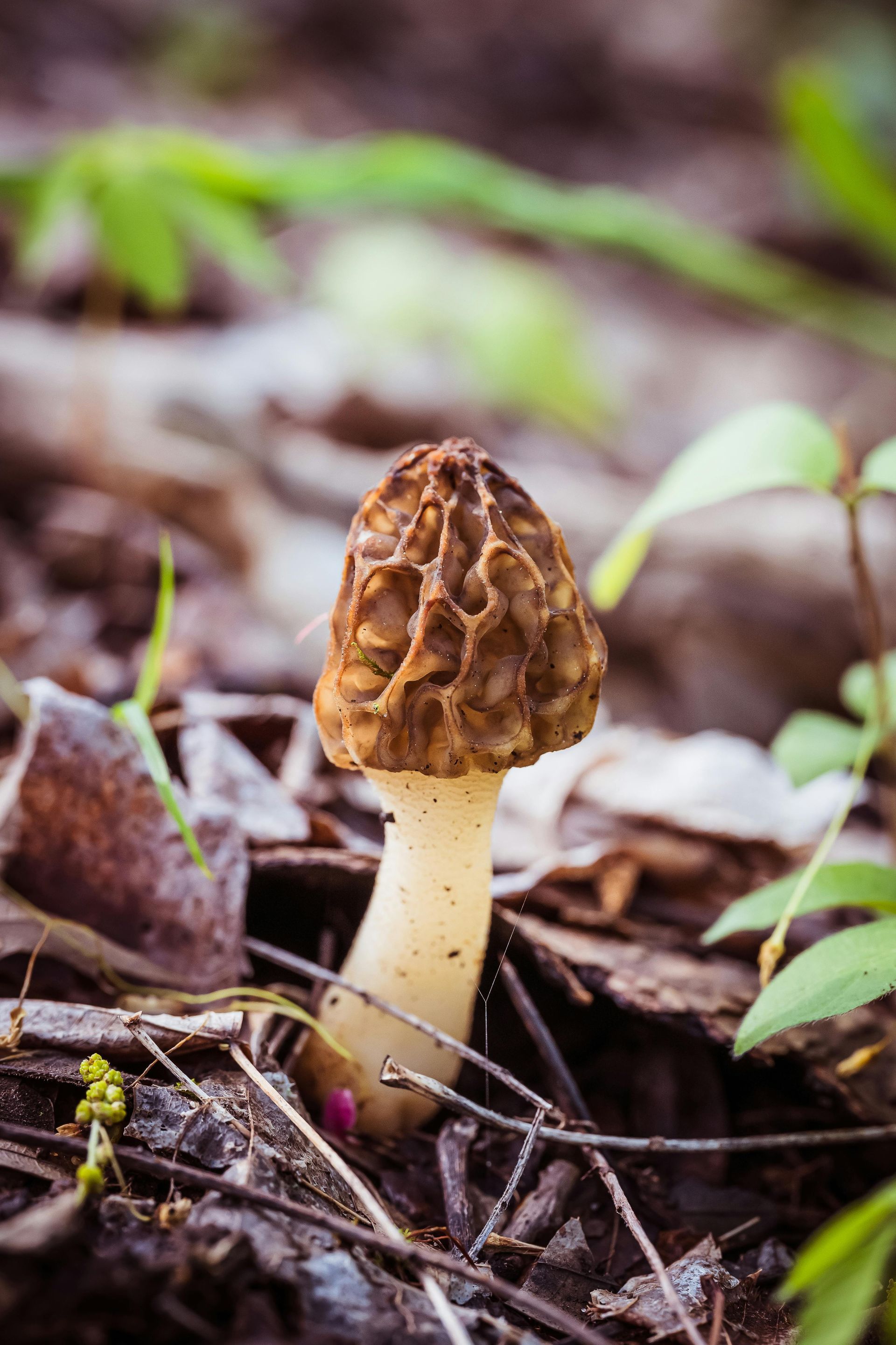 Brown morel mushroom with a honeycomb cap, growing among forest debris.