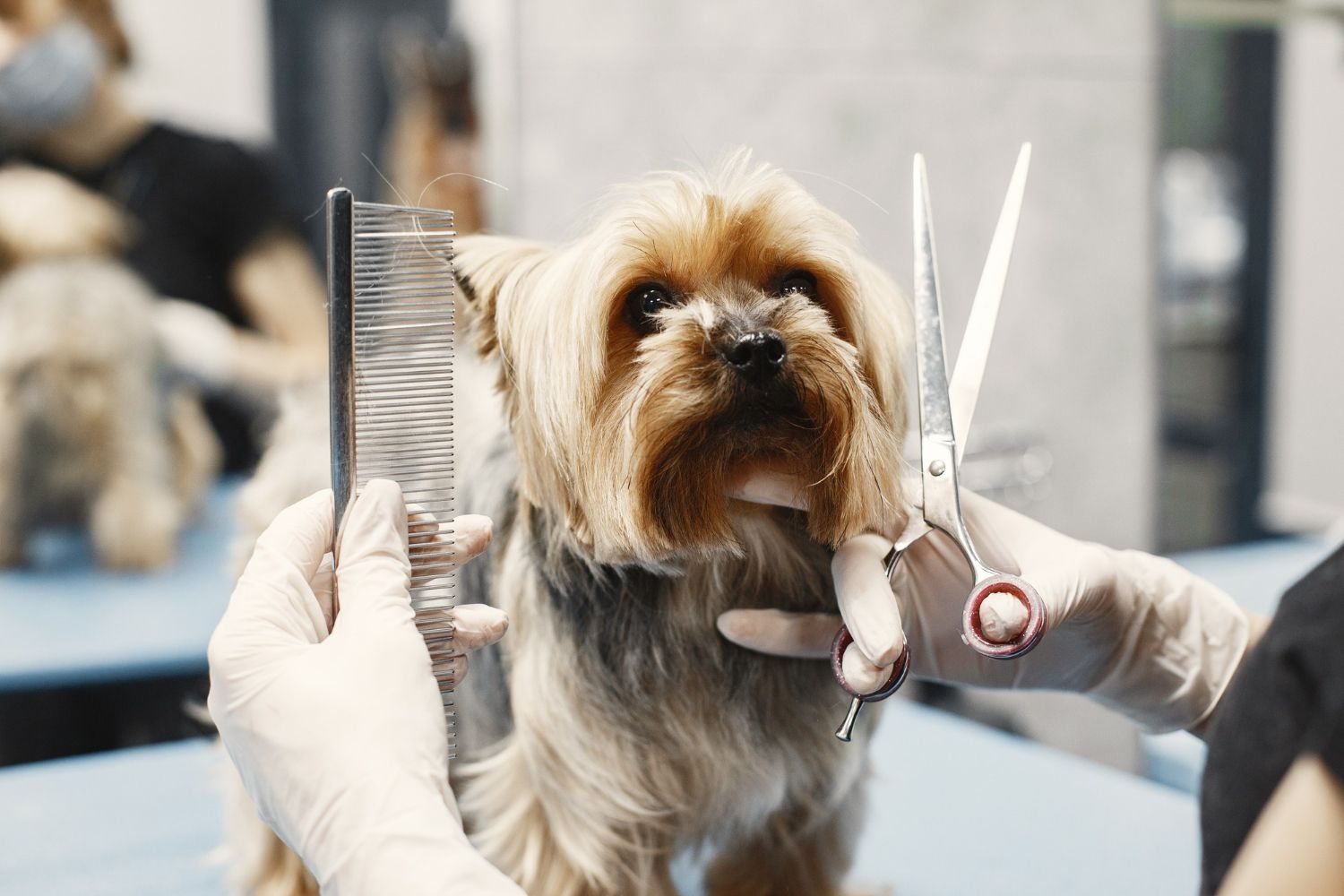 A person is grooming a small dog with scissors and a comb.