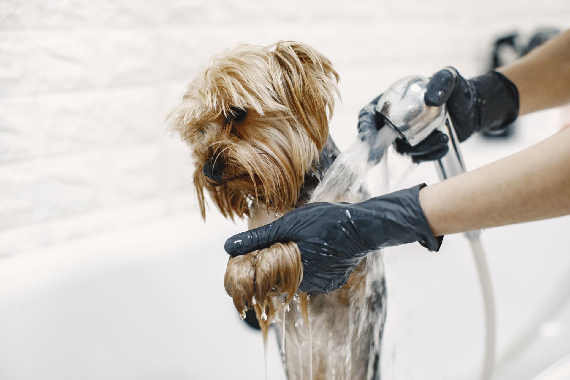 A person is washing a small dog in a bathtub.