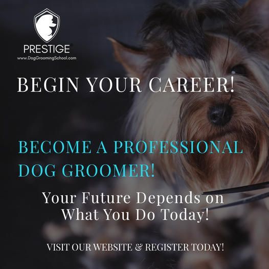 An advertisement for a professional dog groomer