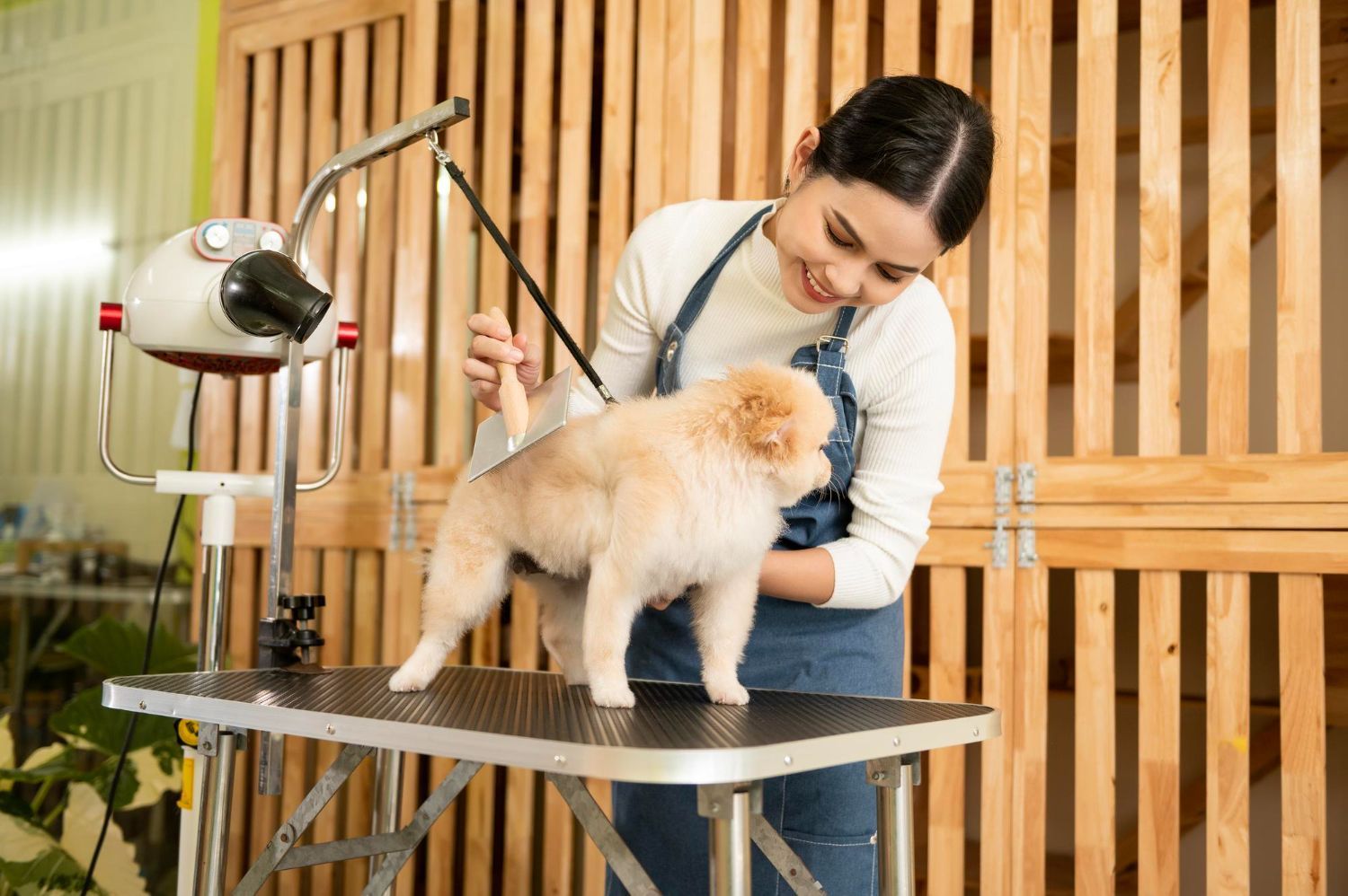 A woman is grooming a small dog on a table.