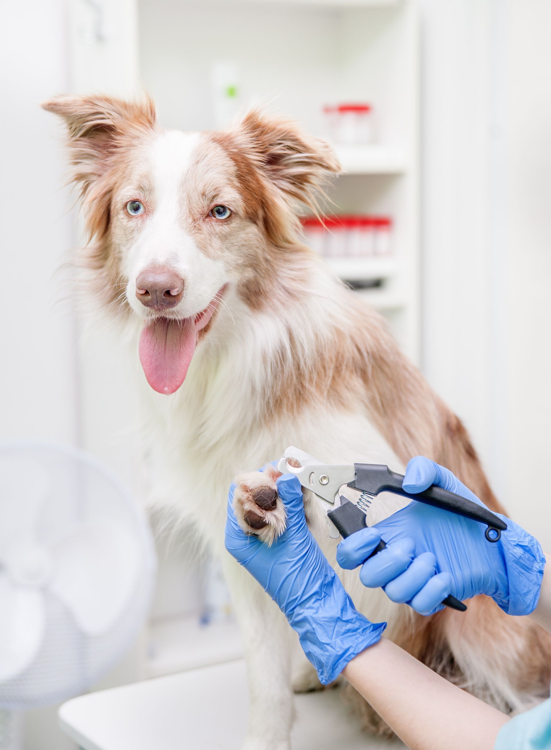 A dog is getting its nails trimmed by a veterinarian.