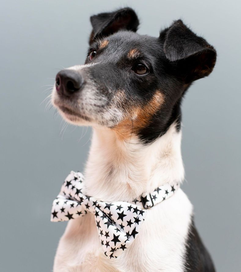 A black and white dog wearing a bow tie.