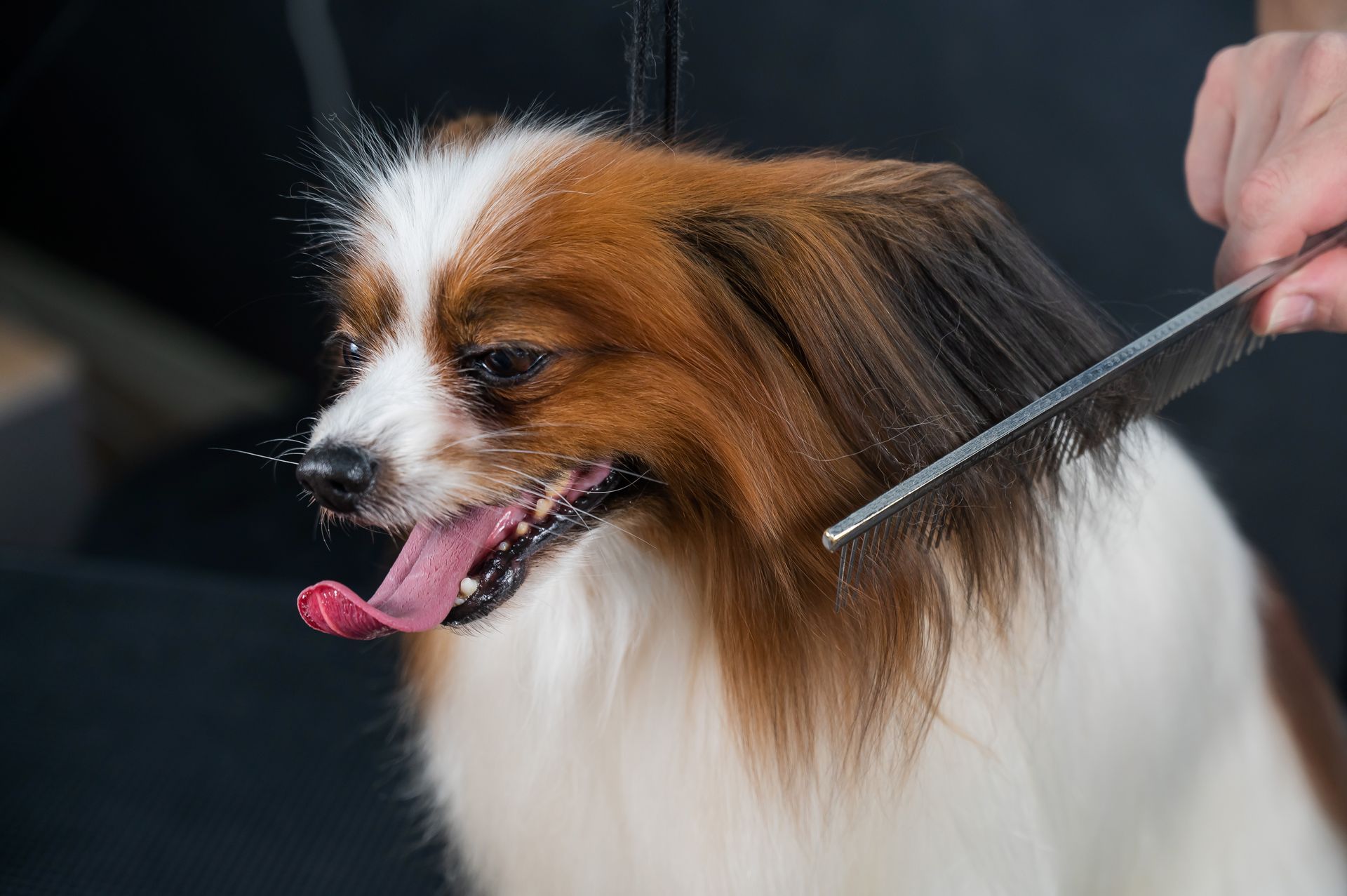 A person is brushing a brown and white dog 's hair with a comb.